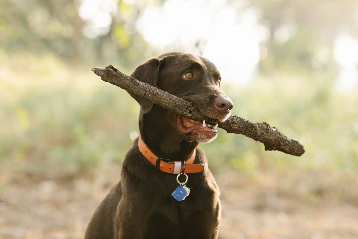 Labrador Retriever in collar with tag and twig looking away in sunlight on blurred background