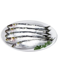 Sardina kg