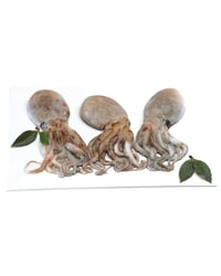 Pulpo blanco/cabezudo kg