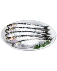 Sardina kg