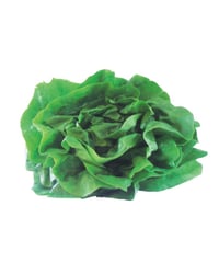 Lechuga lisa u