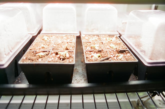 Midnight Roma Tomato