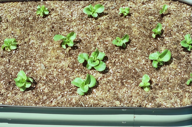 Buttercrunch Lettuce