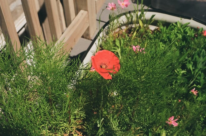 Mid Atlantic Wildflower