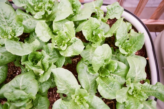 Buttercrunch Lettuce