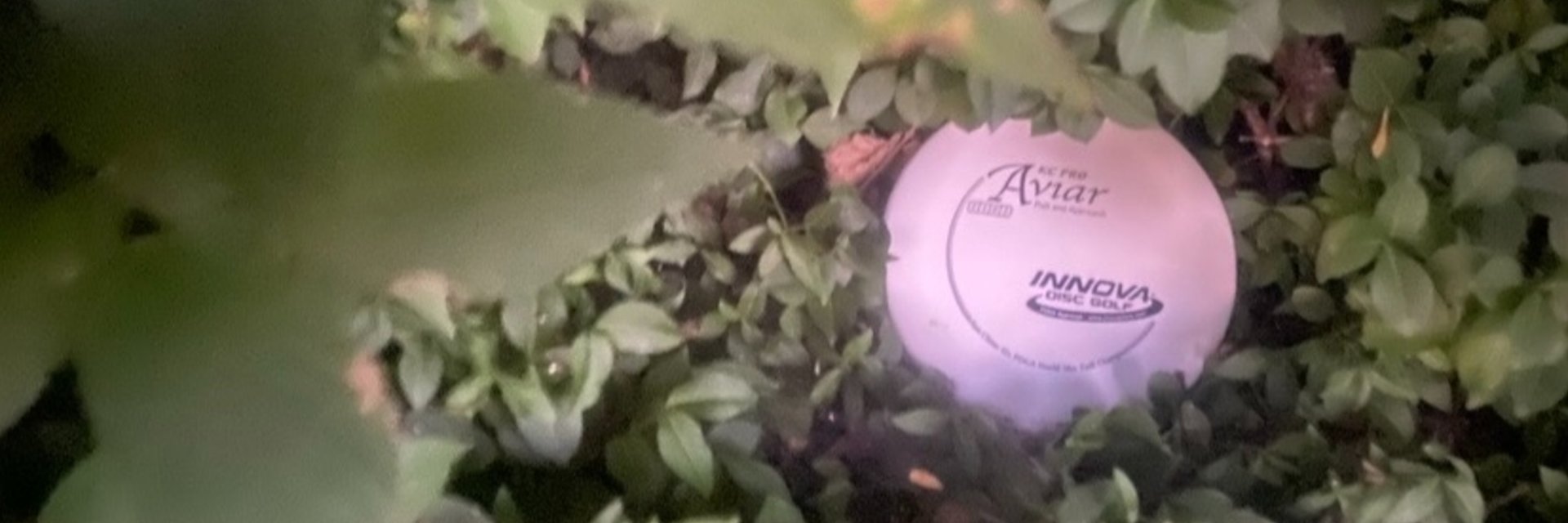 Dave's Disc Dynasty
