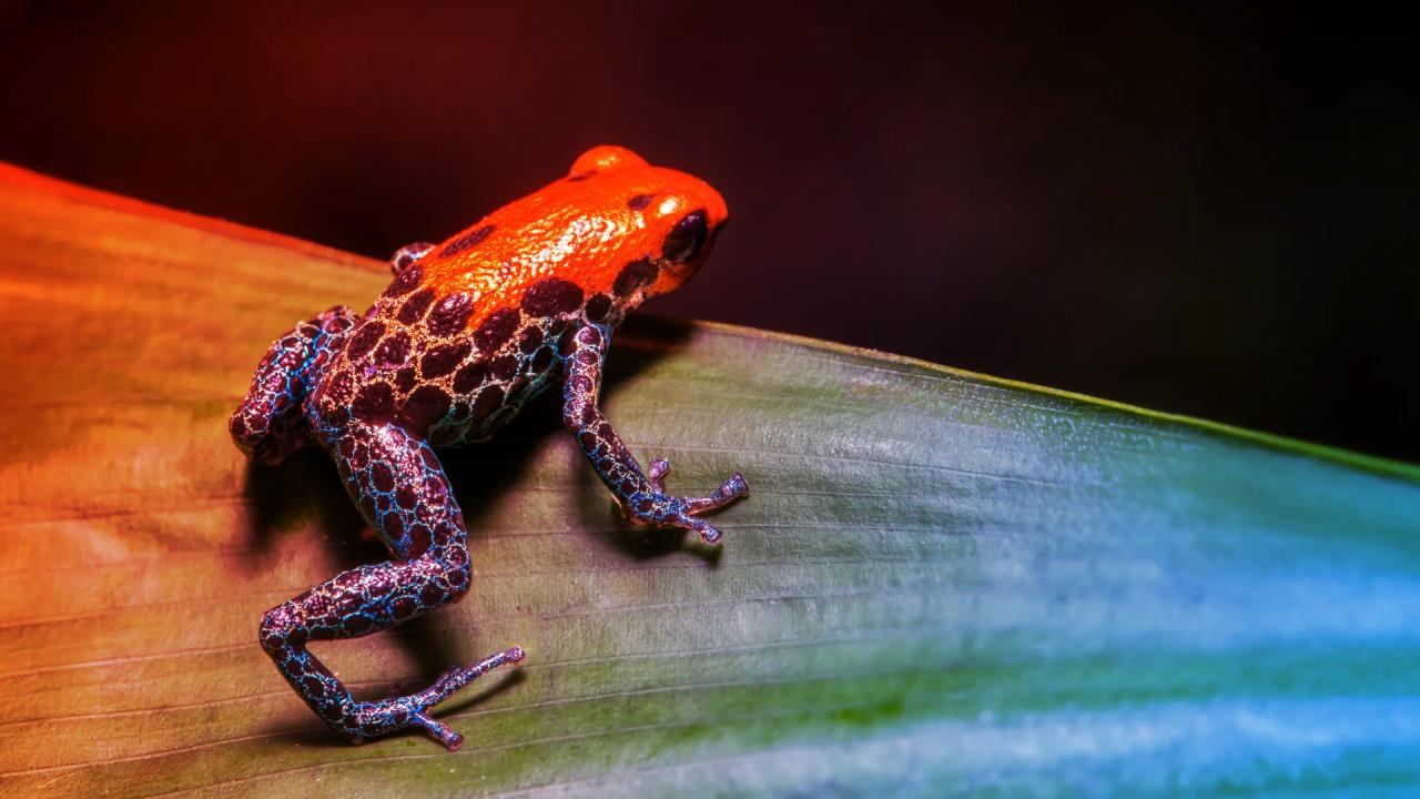 Hogyan szaporodtak el a fajok a földi élet nagy ugrásaiban