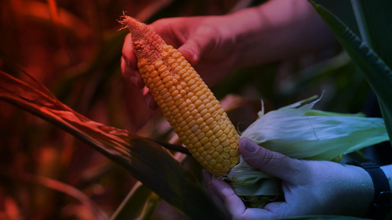 Kukoricatermés idén, van aki nyer, van aki bukik