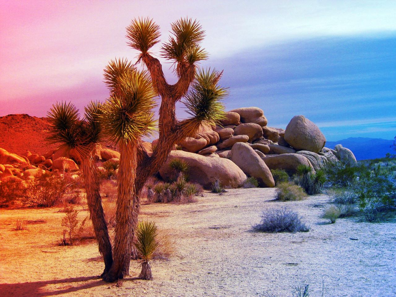 Mentsük meg a kaliforniai Joshua-fát, amíg még nem késő