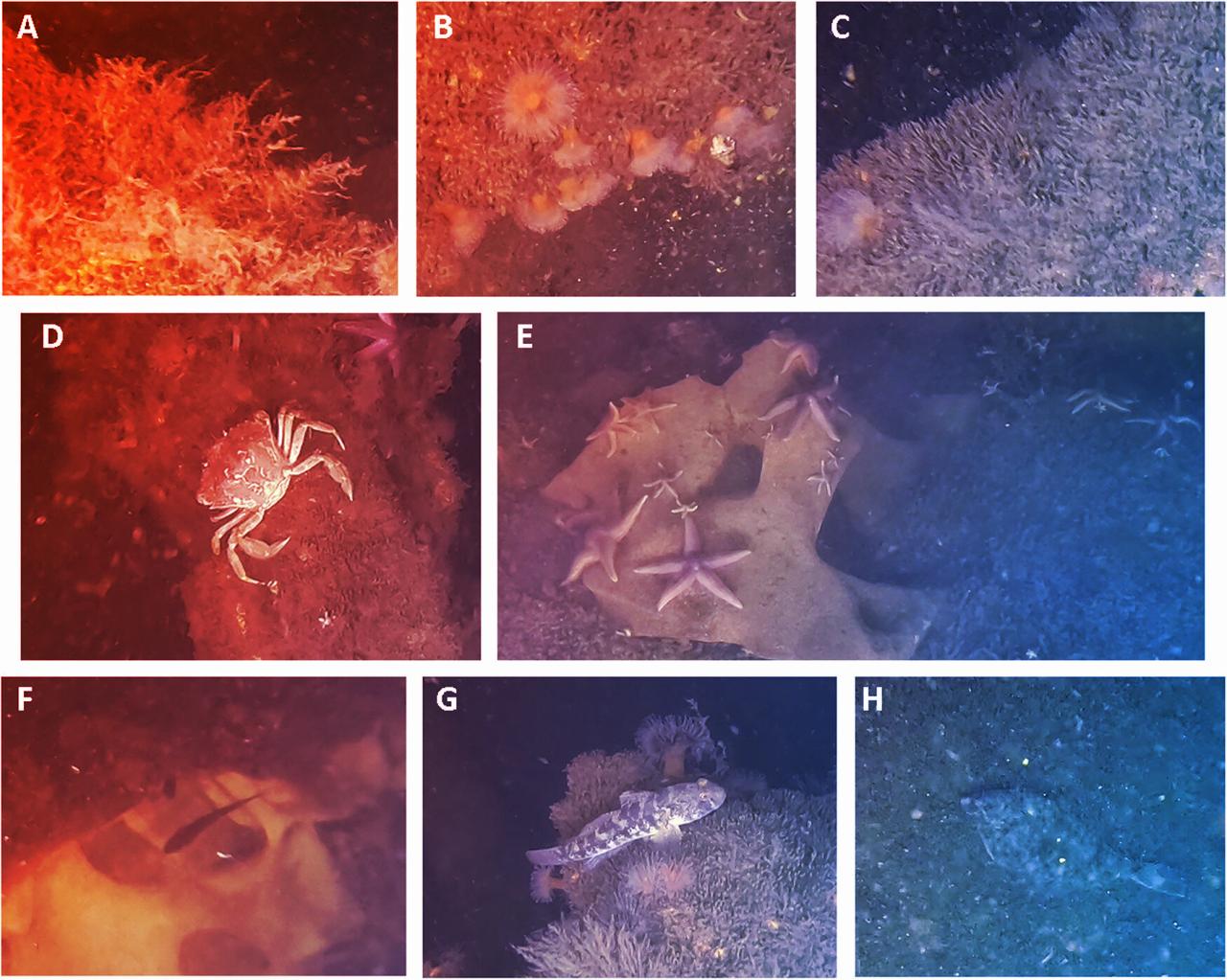 A Balti-tenger világháborús bombáira költözött az élővilág
