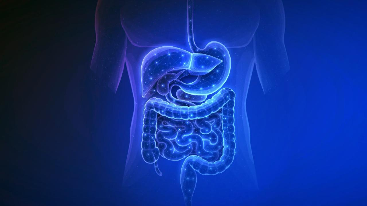 A bél rejtett titka: az elhízás igazi gyújtózsinórja