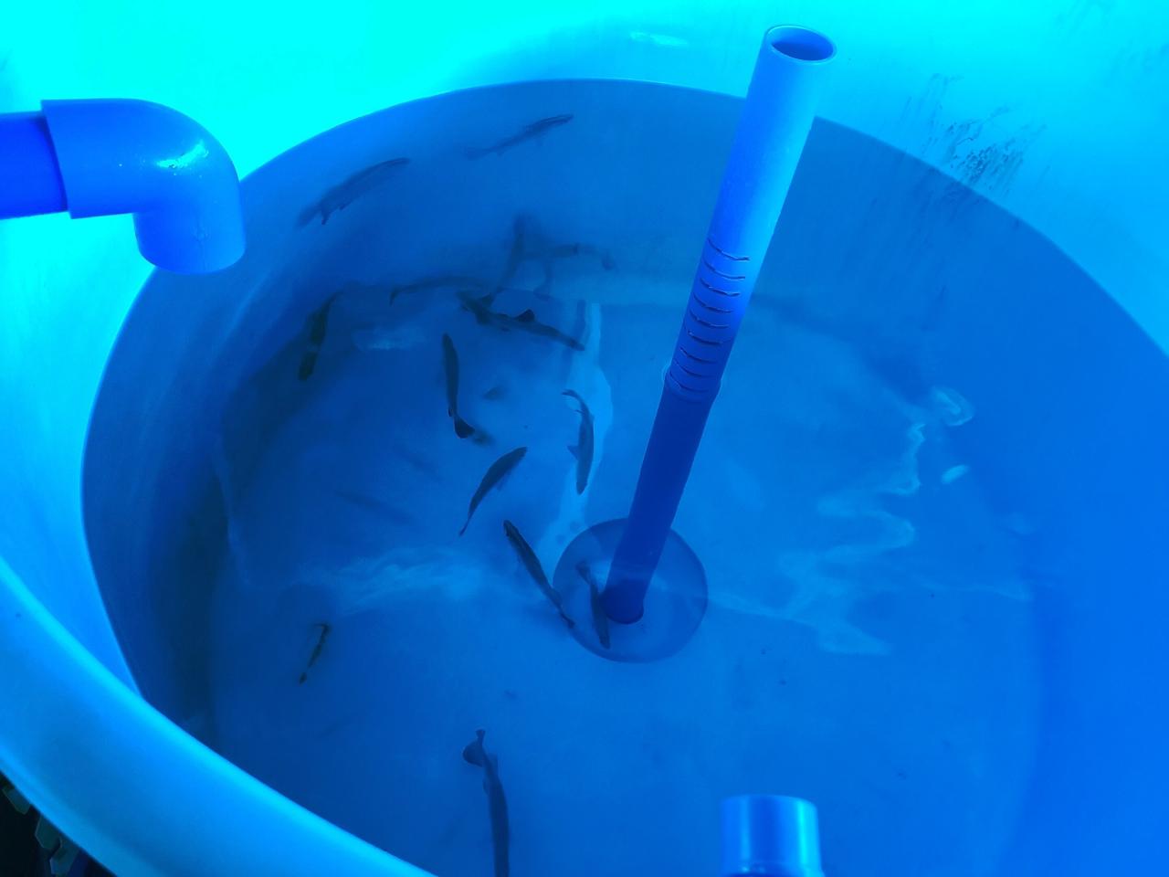 A gyógynövényekkel turbózott halászat titka