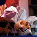 A hobbitos ősemberek agya nem lett nagyobb az idők során