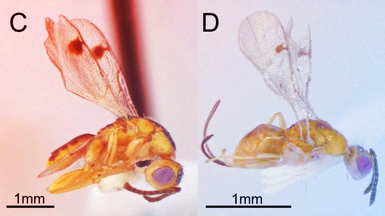Amerikát ellepték a láthatatlan parazita darazsak