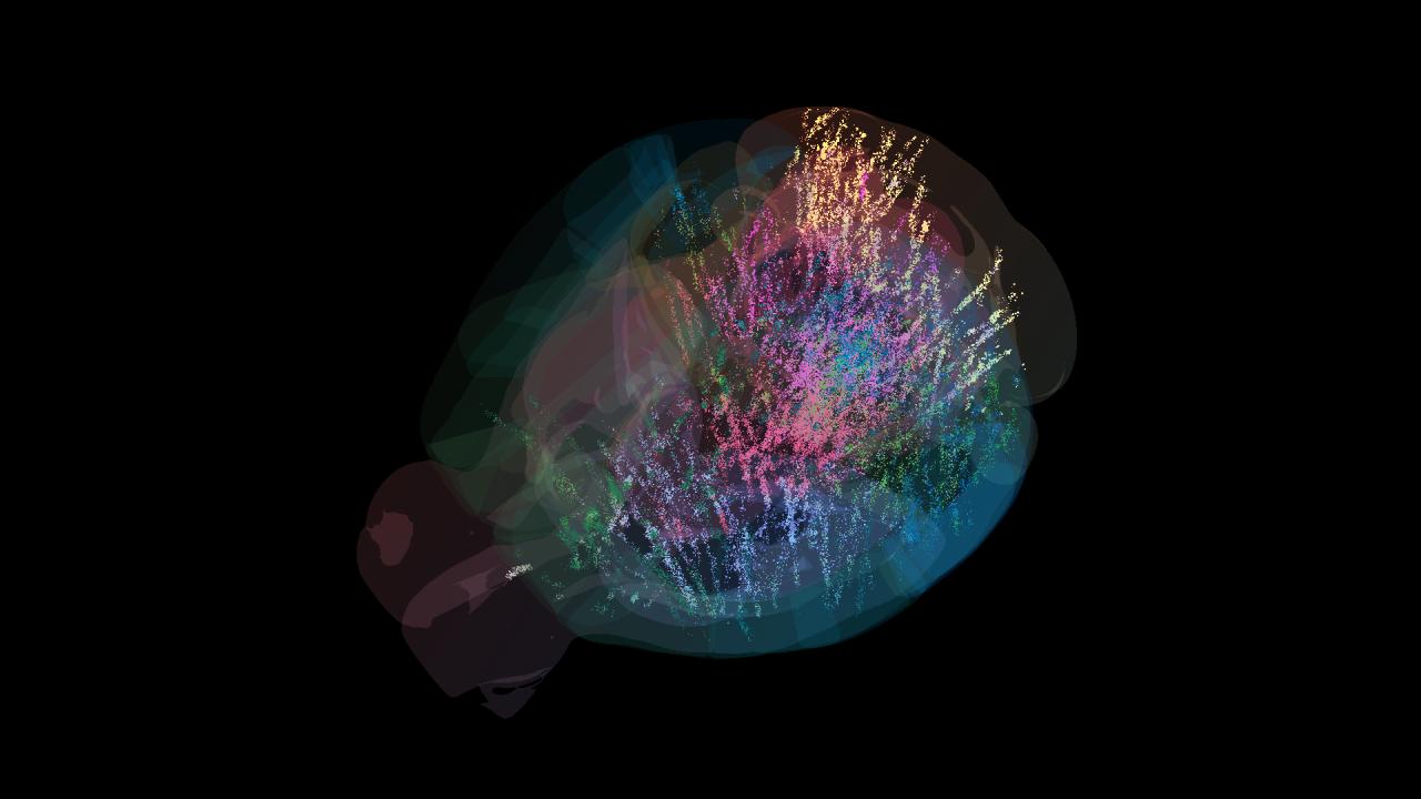 Átírják az agykutatást, új a térkép az egéragyban