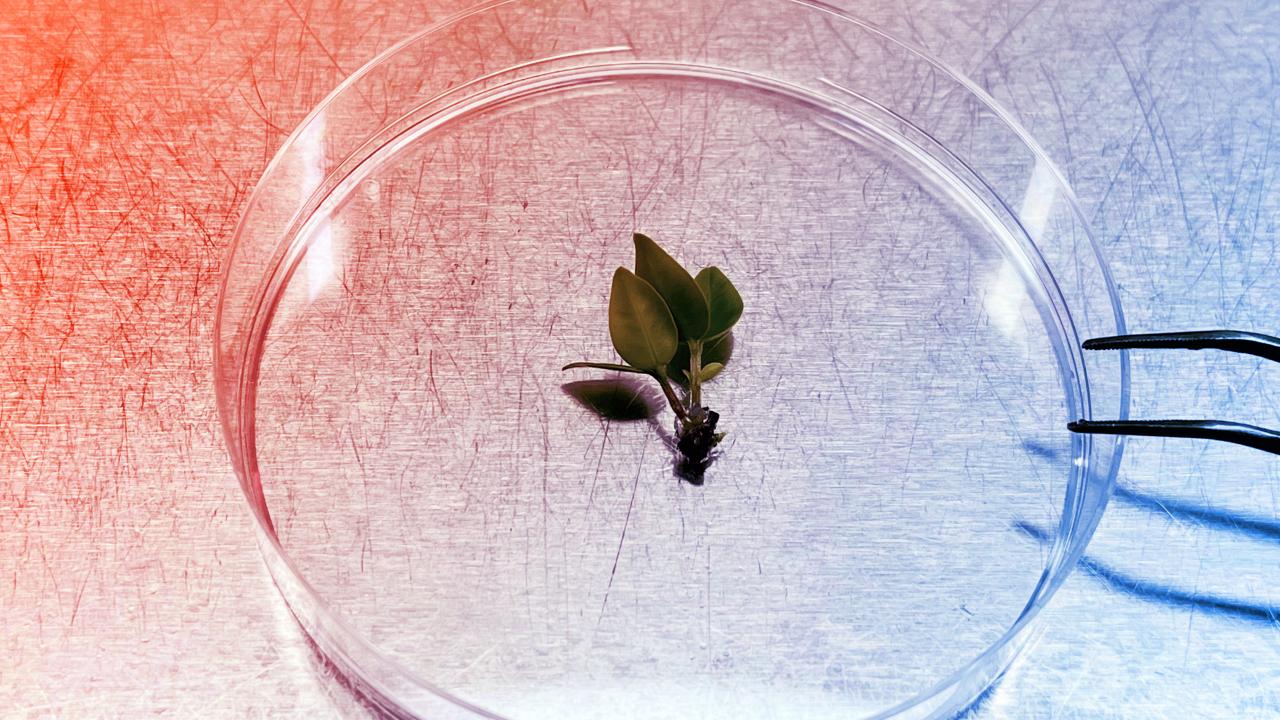 Ausztráliában van egy fa, amely hűtőben vészeli át a kihalás veszélyét