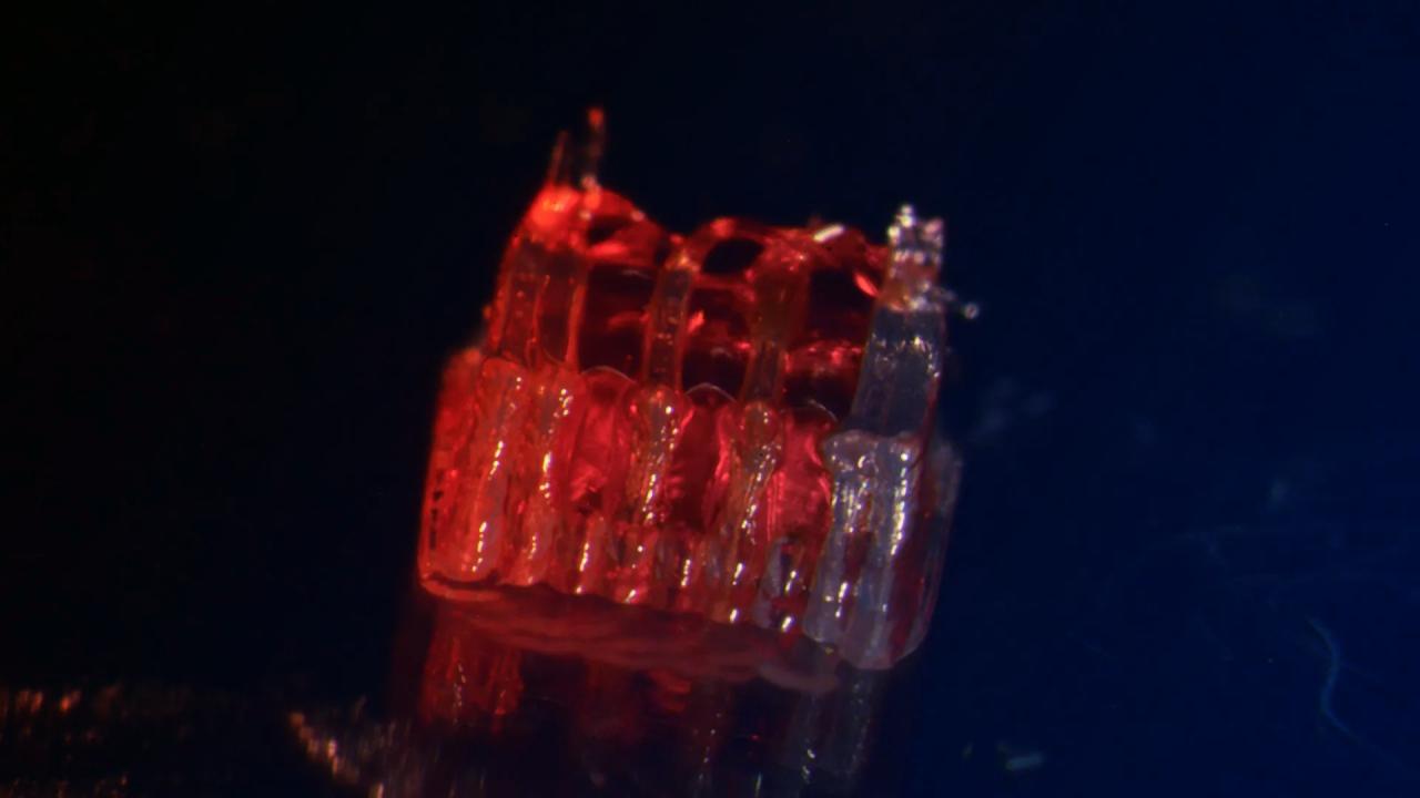 Az áttörés: egerek sétálnak új gerincvelővel