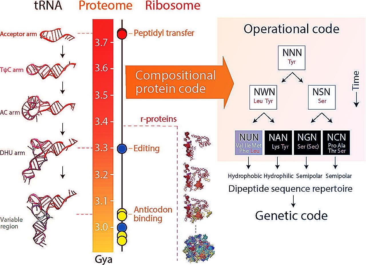 Az élet nyelve lehet, hogy ősi fehérjeláncokra épül