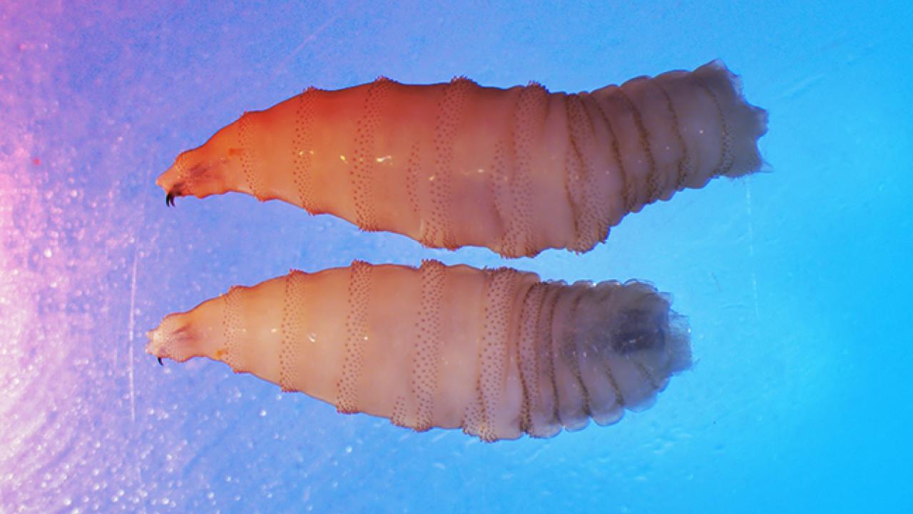 Az első húsevő légylárva-fertőzés Amerikában évtizedek óta