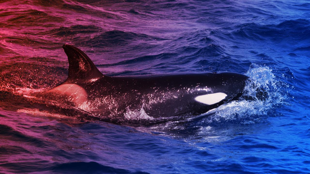 Az ibériai kardszárnyú delfinek újra hajókat támadnak – de miért?