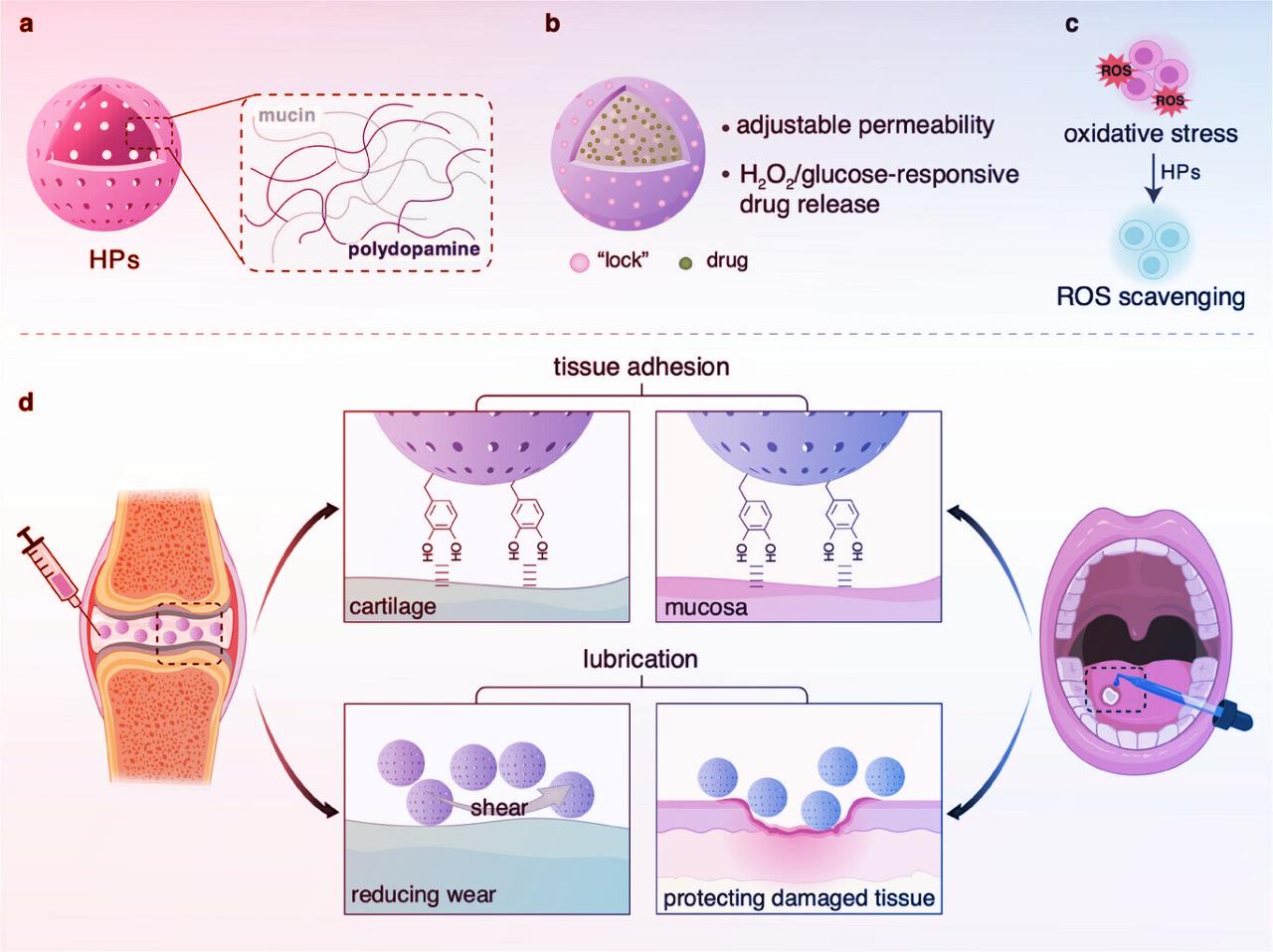 Az intelligens nyálkagömbök forradalmasíthatják a gyógyszerbevitelt