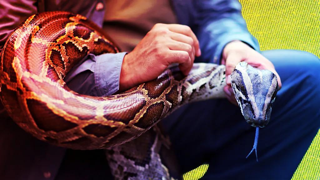 Az MI-nyulak visszavágnak: robotok mentik meg az Everglades-t