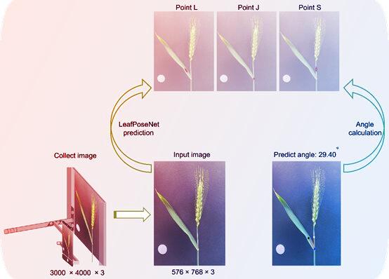 Az okosbúza: okostelefon méri a zászlóslevél szögét