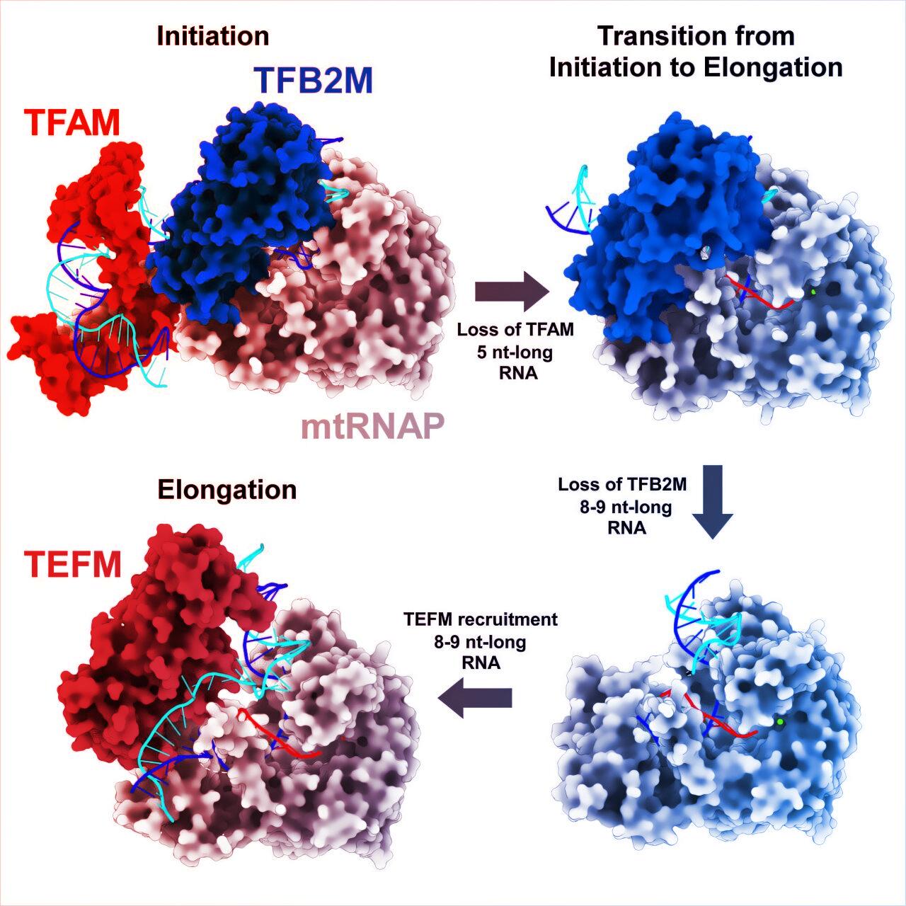 Az öregedés titkát rejti a mitokondriumok DNS-olvasása