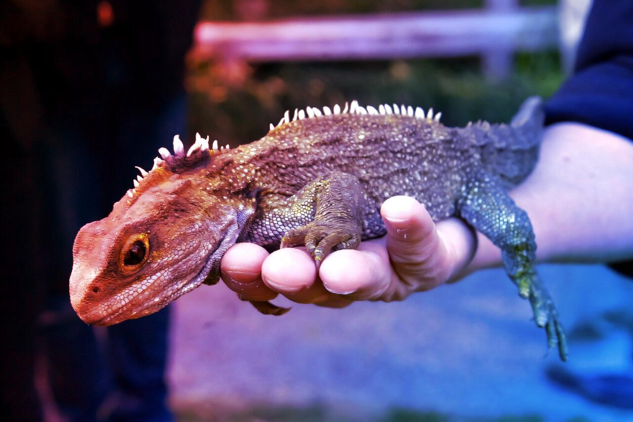 Az ősi gyík, aki megelőzte a dinoszauruszokat