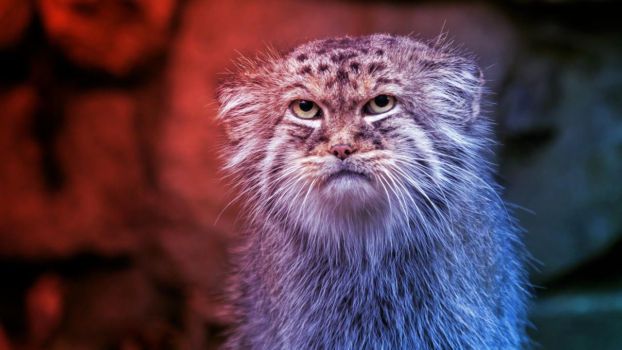 Az ősi sztyeppei macska, aki a farkán melegszik