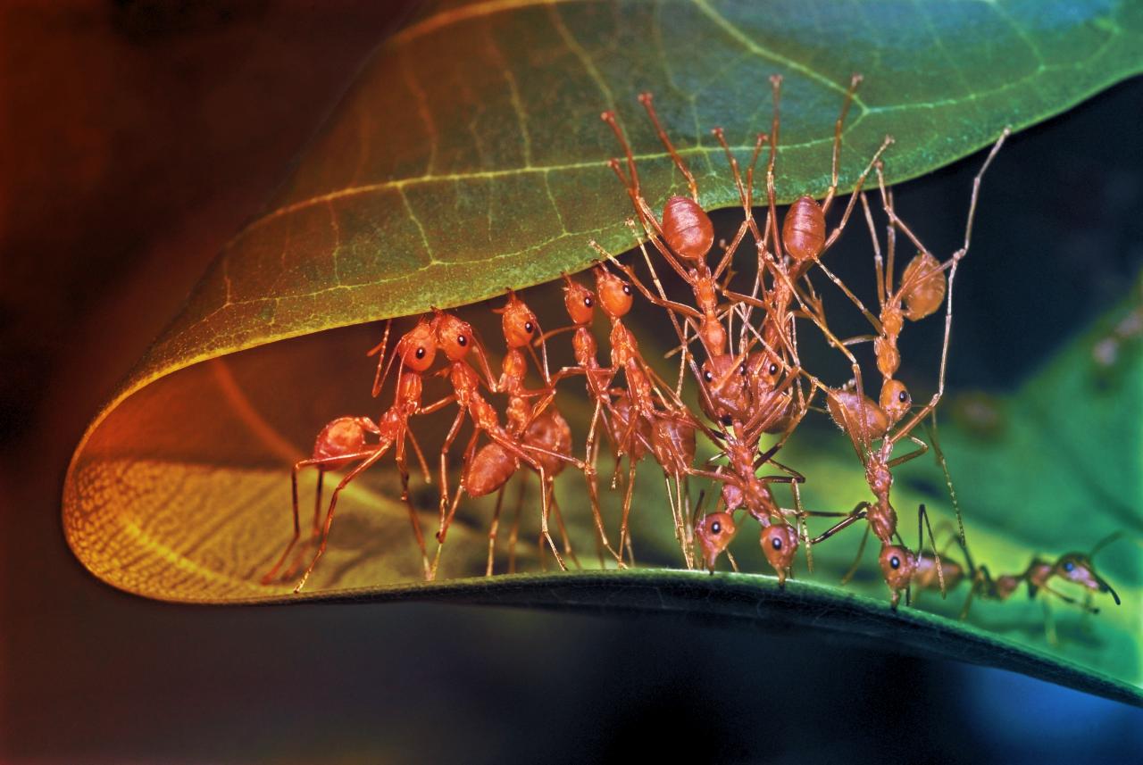 Az összefogás ereje: a szövőhangyák lehengerlő trükkje