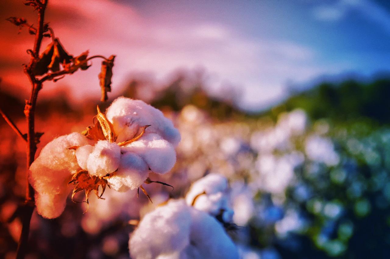 Az új káros rovar ellepte Georgiát – veszélyben a gyapot