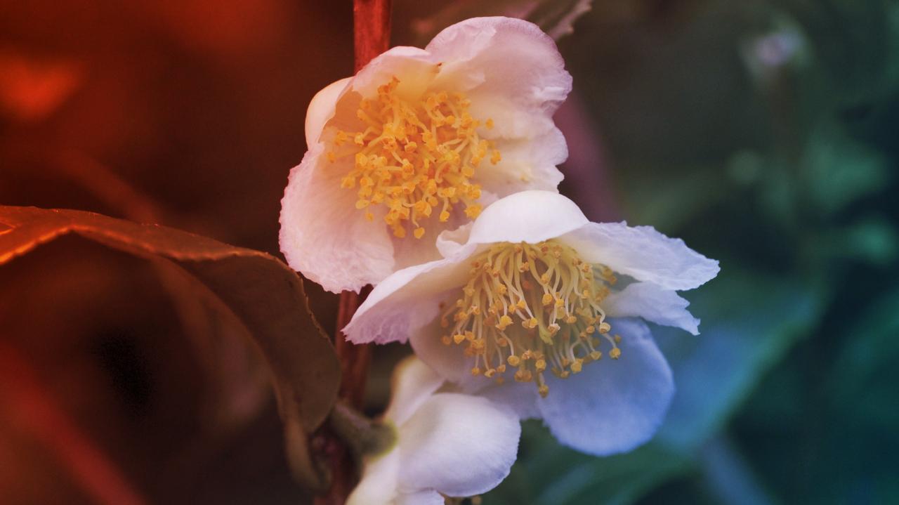 Az új titkos fegyver a leégés ellen: a pollenalapú naptej