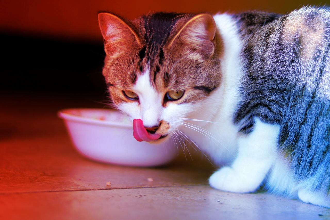 Az üzletekben kapható nyers macskaeledelek rejtett halálcsapdái