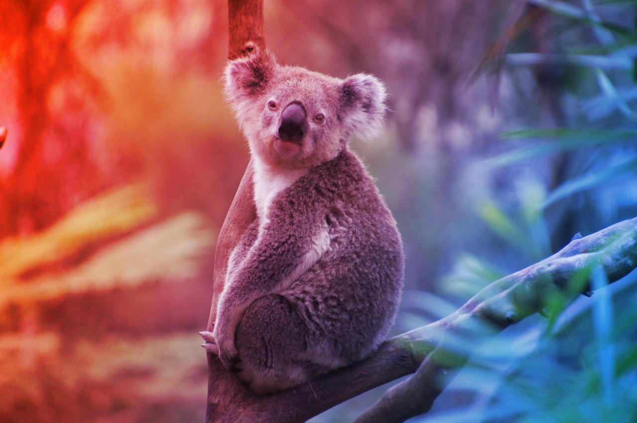 Chlamydia elleni vakcina, megmentjük most a koalákat?