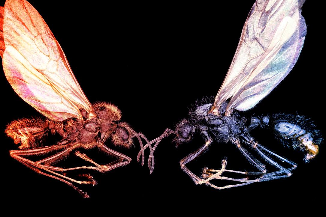 Egy ibériai hangya más fajokat is létrehoz, csoda ez vagy trükk?