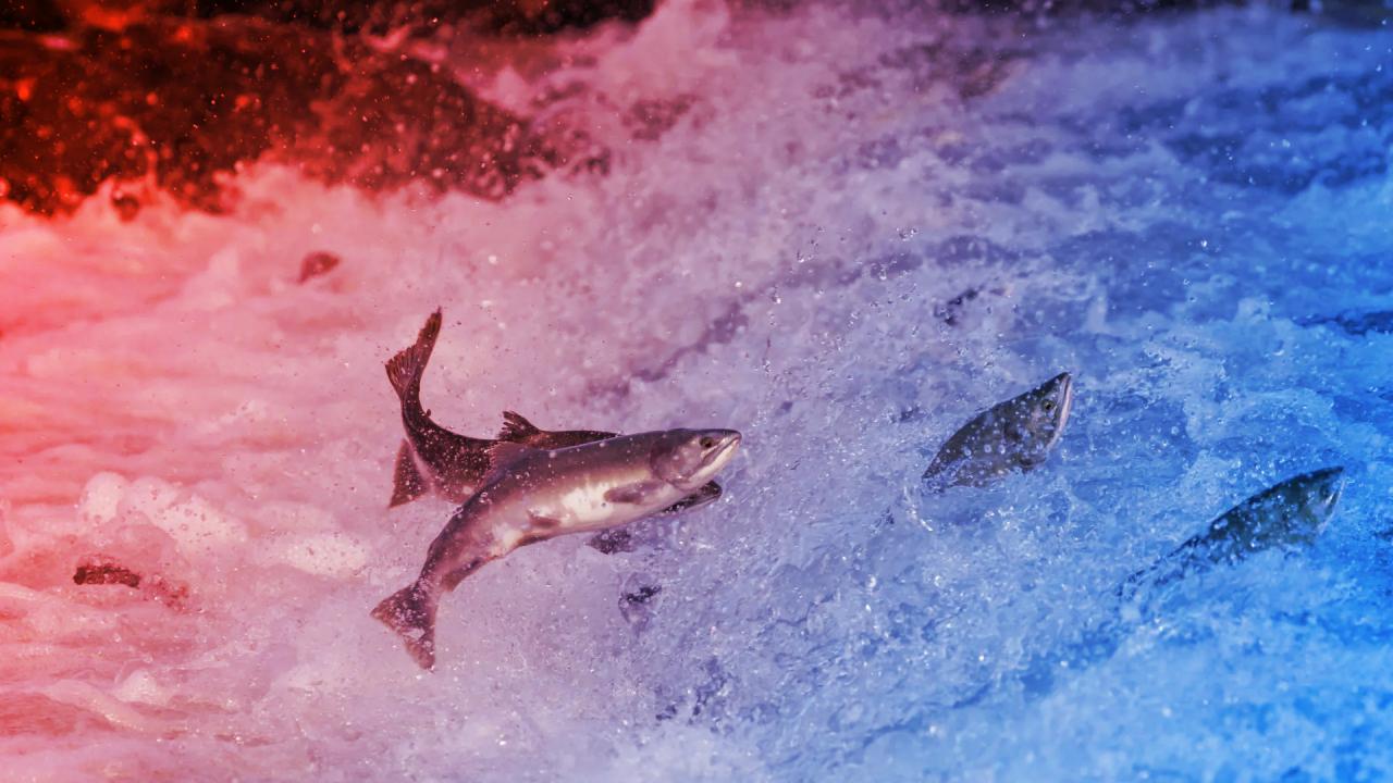 Egy kis titok, amitől a lazac és a folyó is életre kel