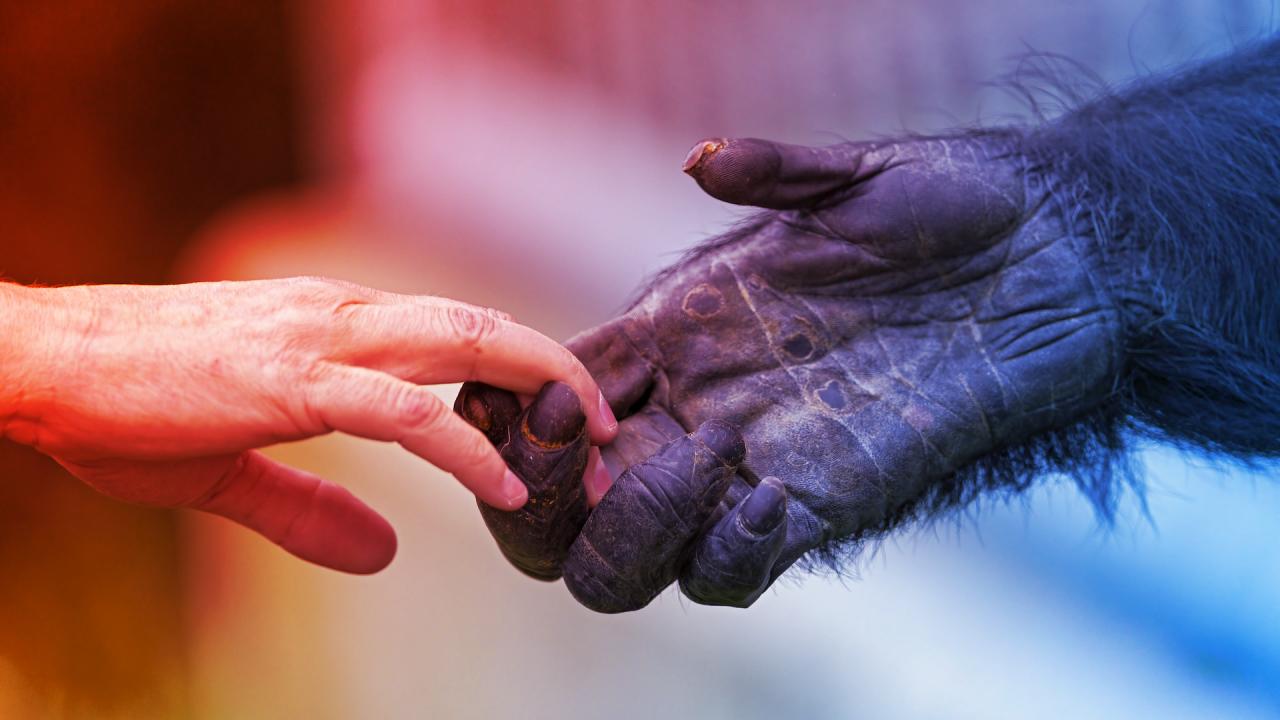 Emberek vagyunk, mennyire hasonlítunk a csimpánzokra