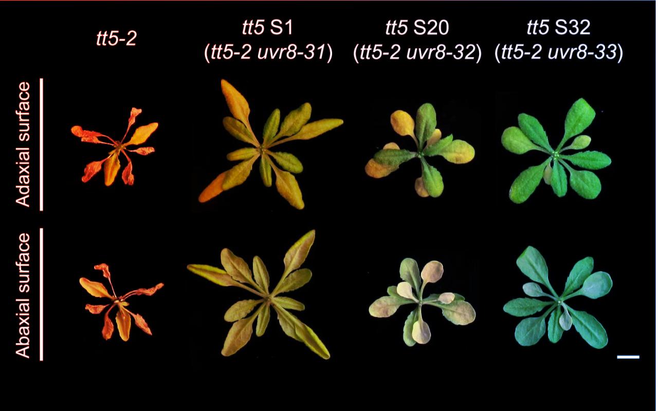 Feltárták, hogyan kommunikálnak a növények a fénnyel