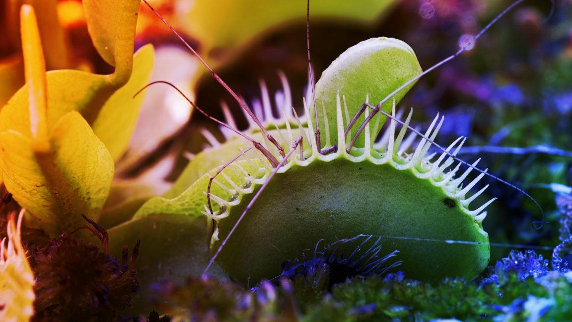 Hogyan záródik olyan gyorsan a Vénusz légycsapója, ezt fedezték fel a kutatók