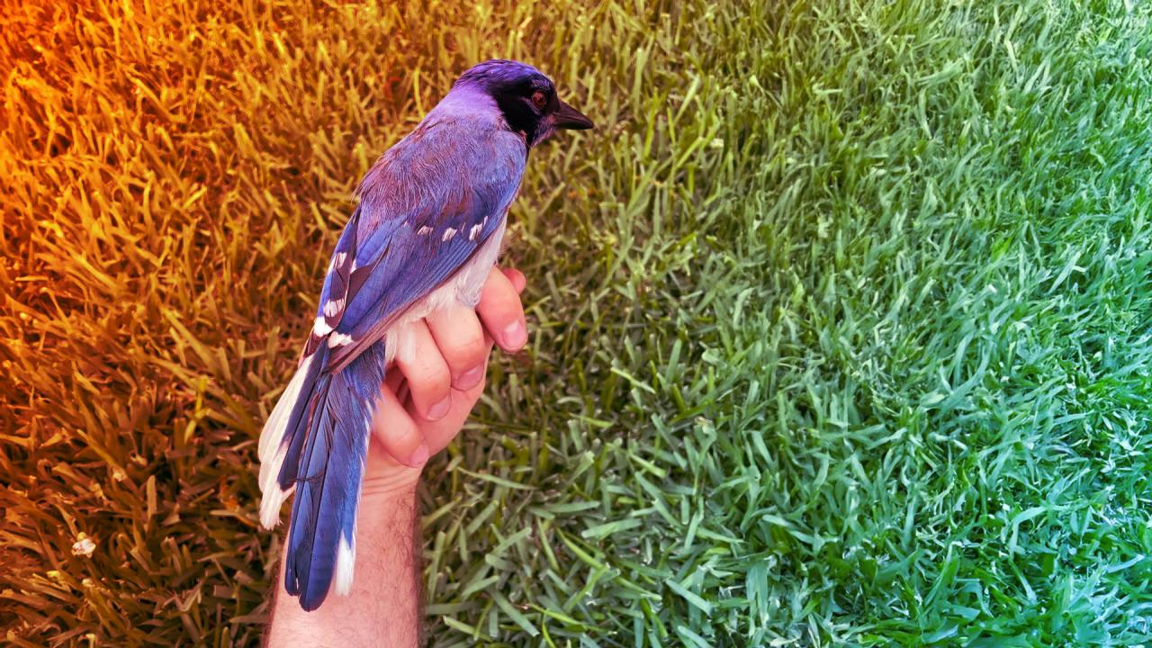 Különleges hibrid madarat találtak Texasban