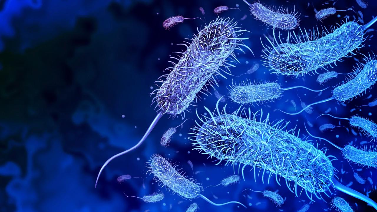 Különös baktériumra bukkantak az Amazonas homoklegyeiben