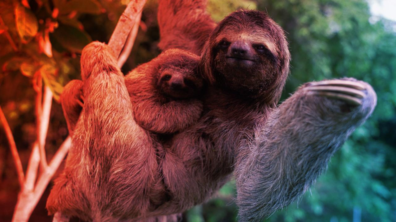 Lassú, de biztos, ilyenek a világ legkomótosabb állatai