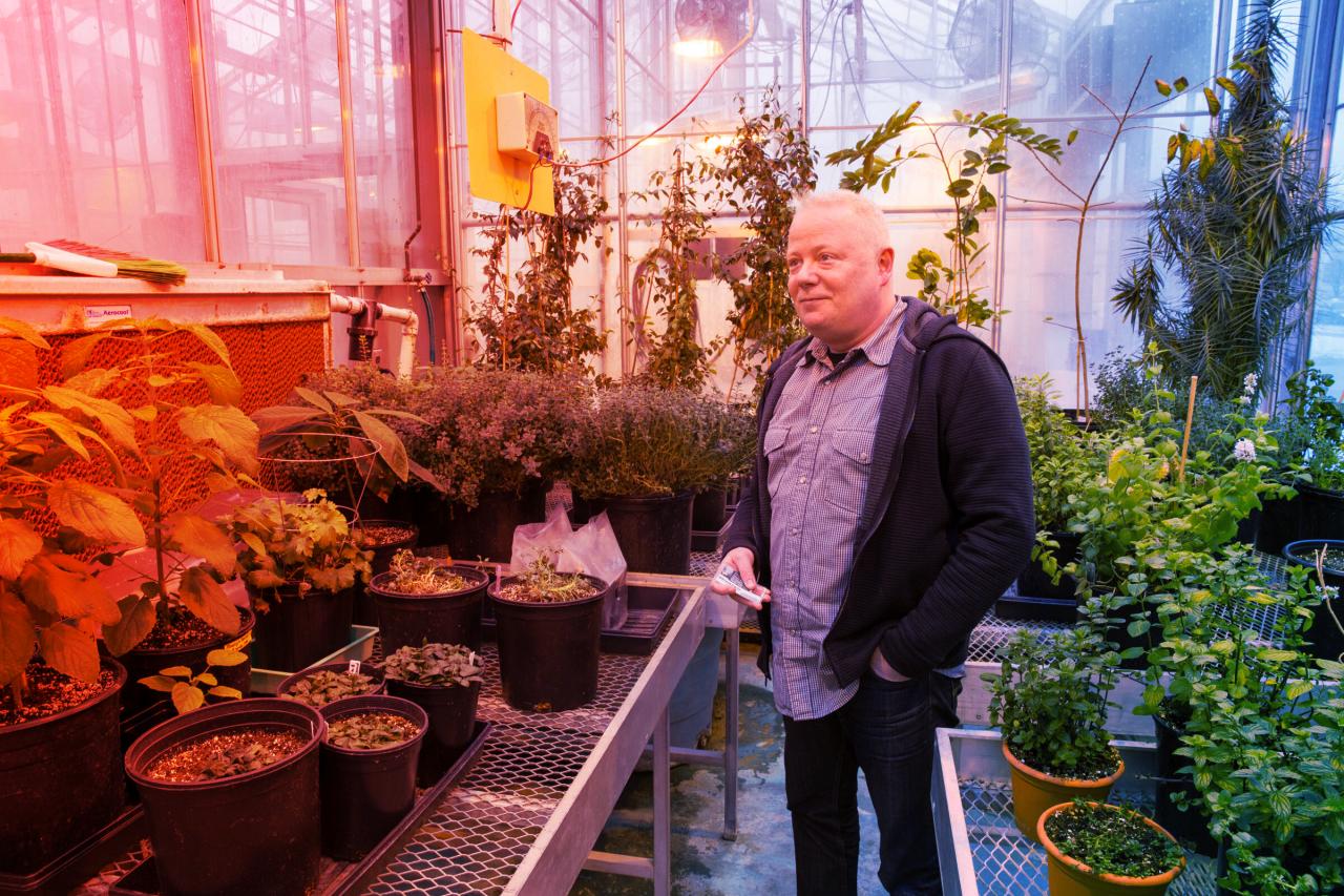 Meglepő, hogyan védekeznek a növények a kártevők ellen génekkel