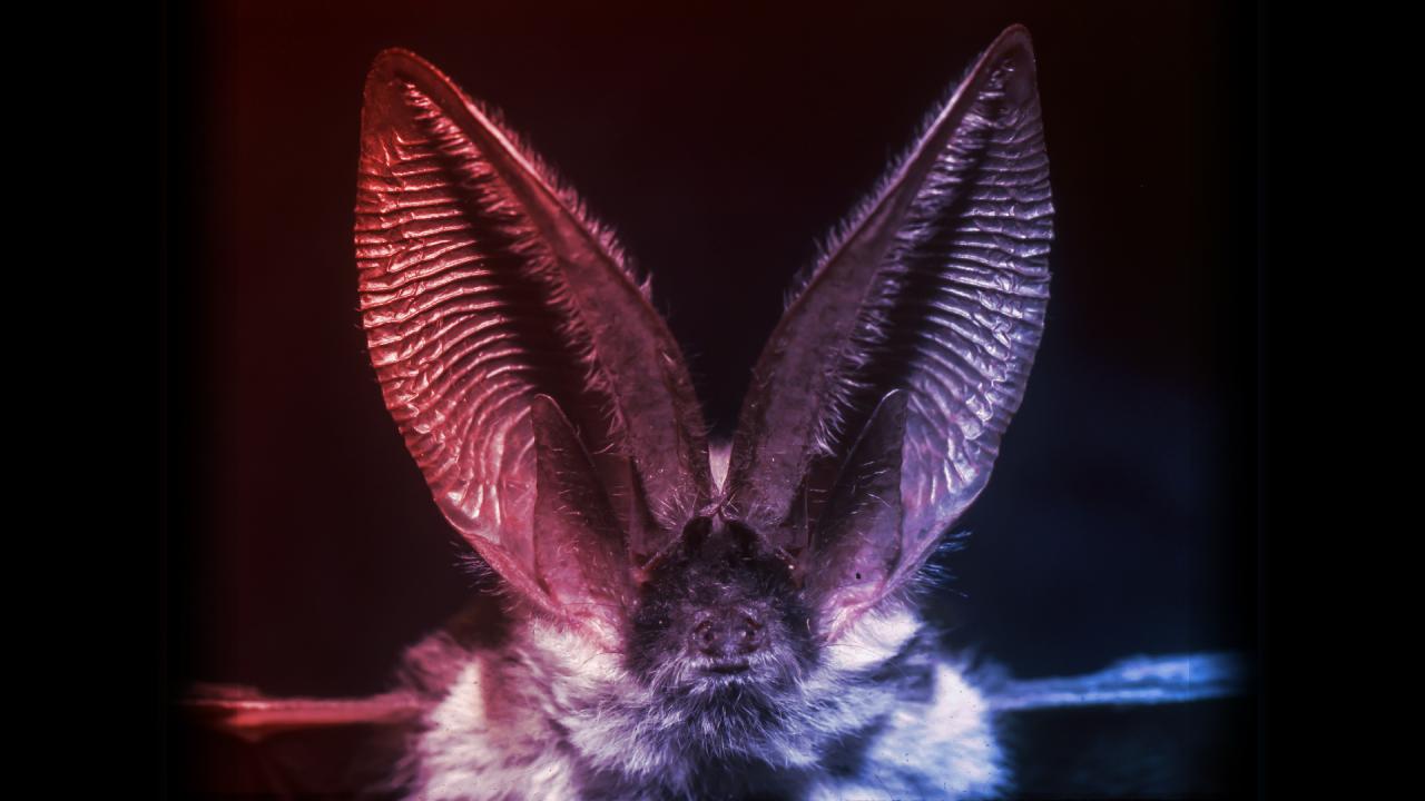 Melyik állat hall a legjobban az állatvilágban