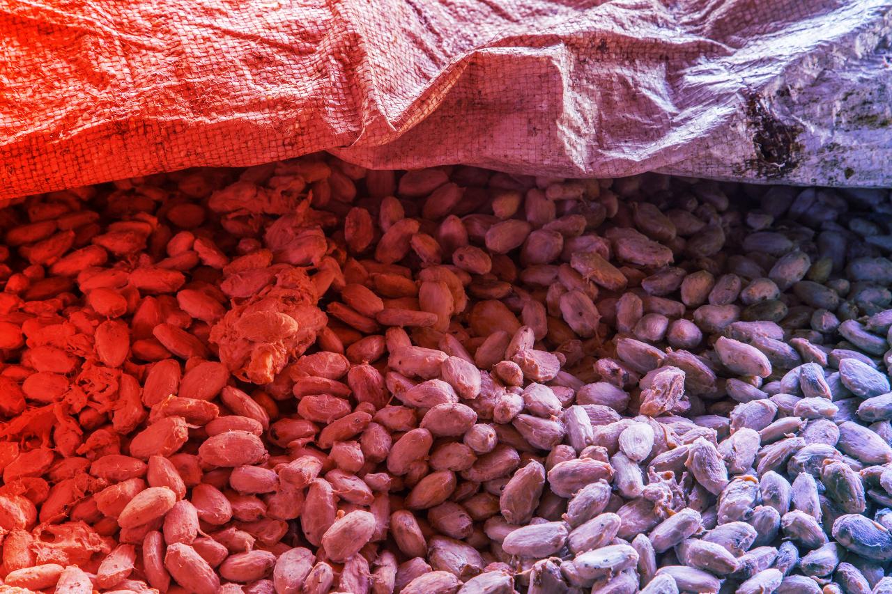 MI-vezérelt mikrobákkal lesz még finomabb a csokoládé