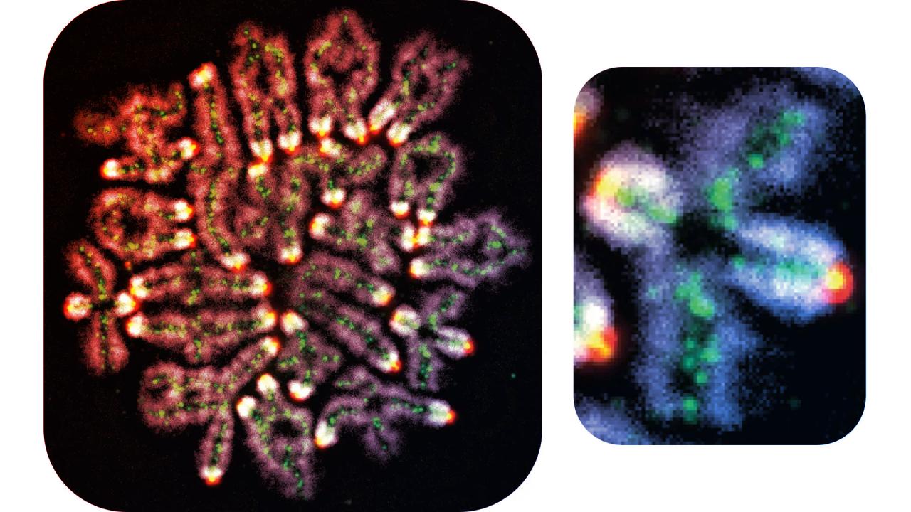 Miért hibázhat a DNS, ha nem sikerül a gyermekáldás