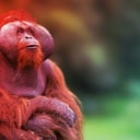 Mitől maradnak karcsúak az orángutánok, ha annyit esznek, mint mi