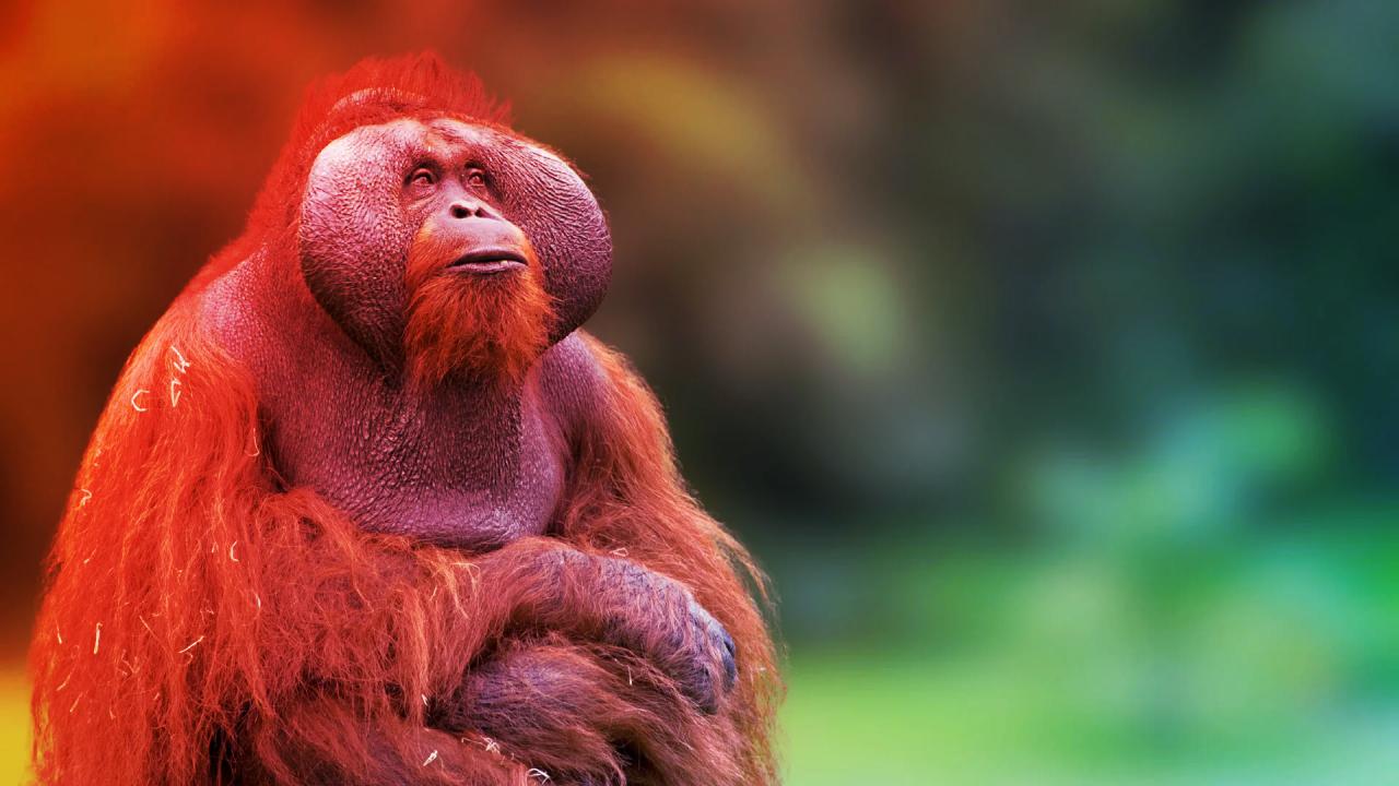 Mitől maradnak karcsúak az orángutánok, ha annyit esznek, mint mi