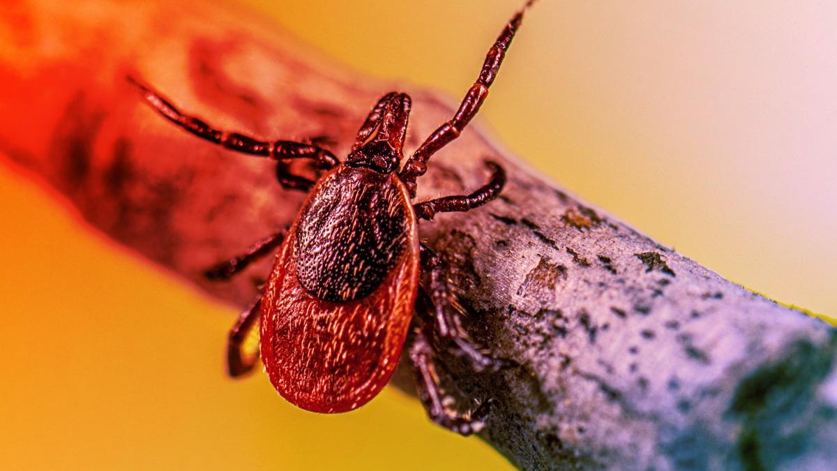 Nem véletlen, ha kullancsot találsz, mi is felelősek vagyunk érte